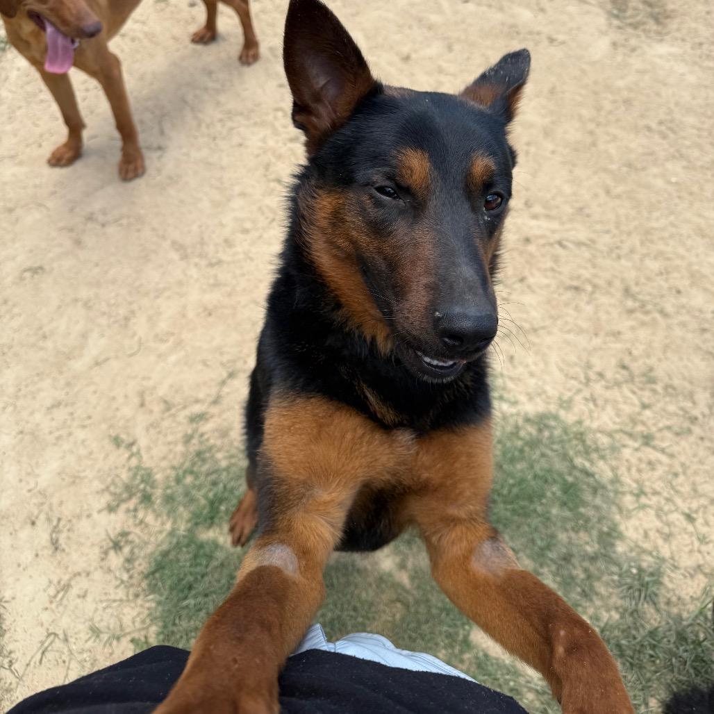 Enlarge Newskie, a Adoptable mixed breed in West Point, MS image 3/6