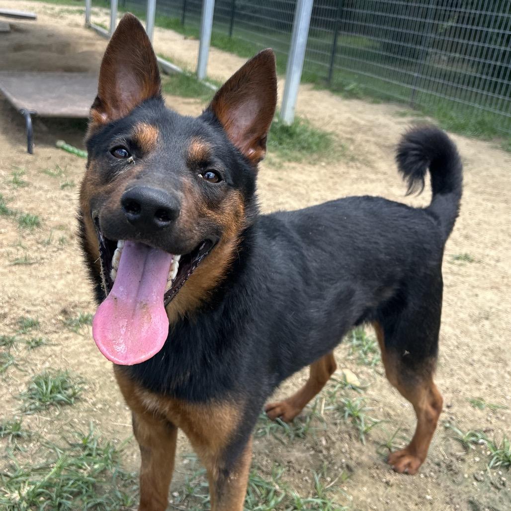 Enlarge Newskie, a Adoptable mixed breed in West Point, MS image 4/6