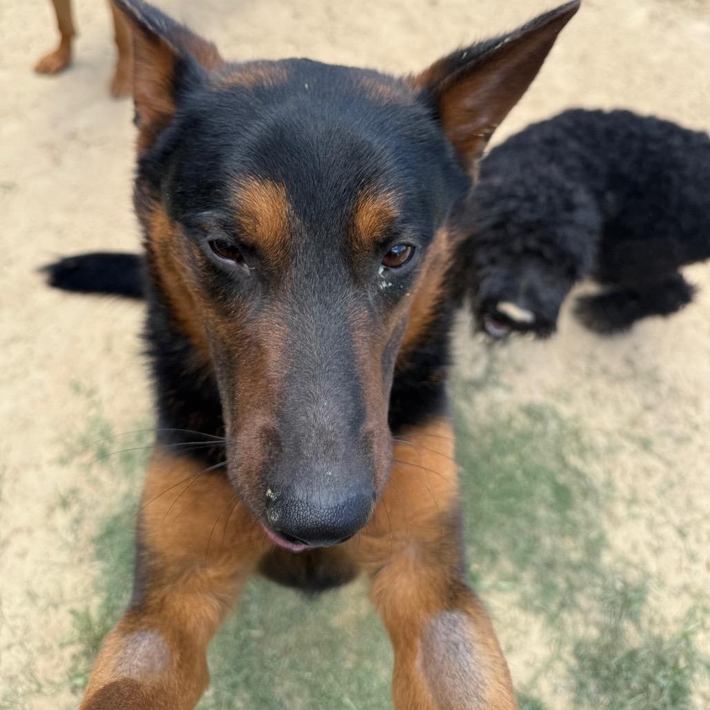 Enlarge Newskie, a Adoptable mixed breed in West Point, MS image 5/6
