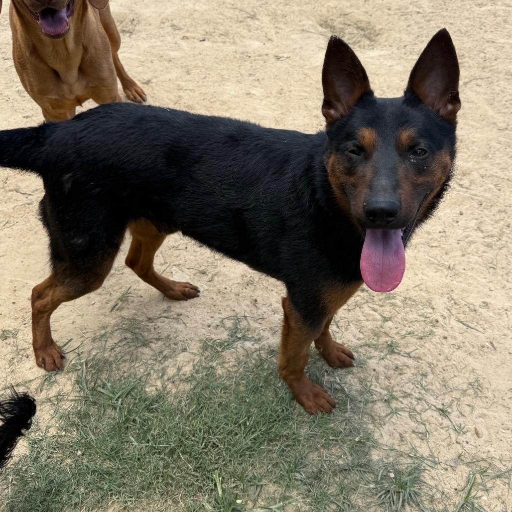 Enlarge Newskie, a Adoptable mixed breed in West Point, MS image 6/6