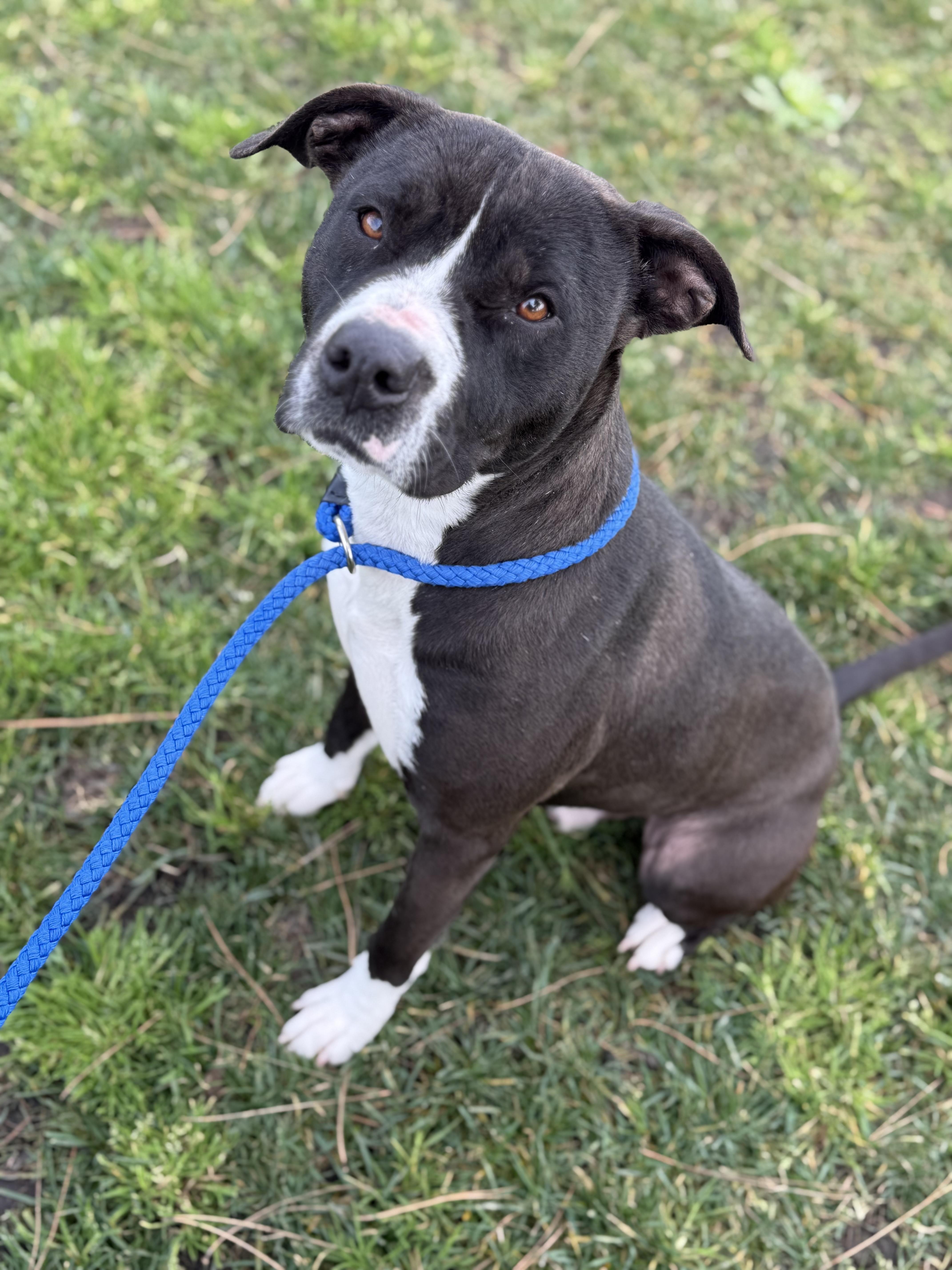 Denver, ADOPTABLE, Adult Male Pit Bull Terrier.