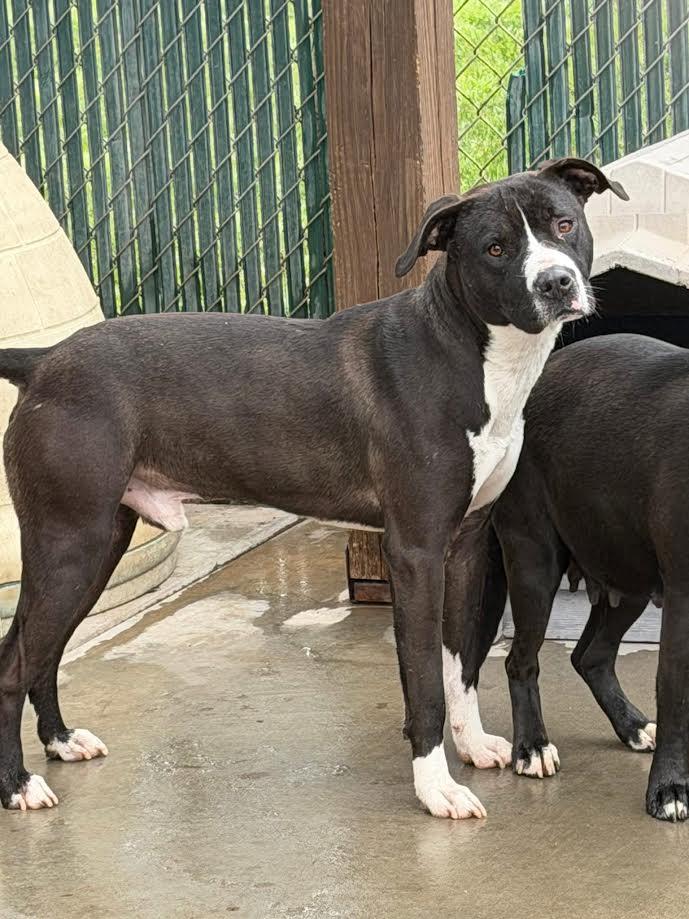 Denver, ADOPTABLE, Adult Male Pit Bull Terrier.