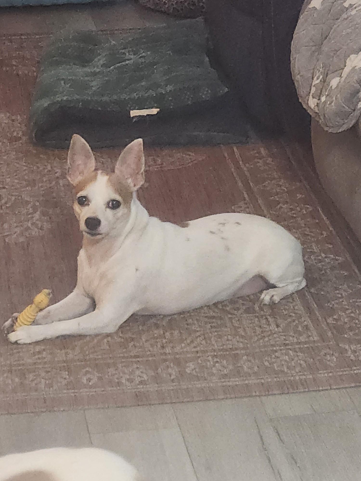 Zeke, ADOPTABLE, Adult Male Jack Russell Terrier.