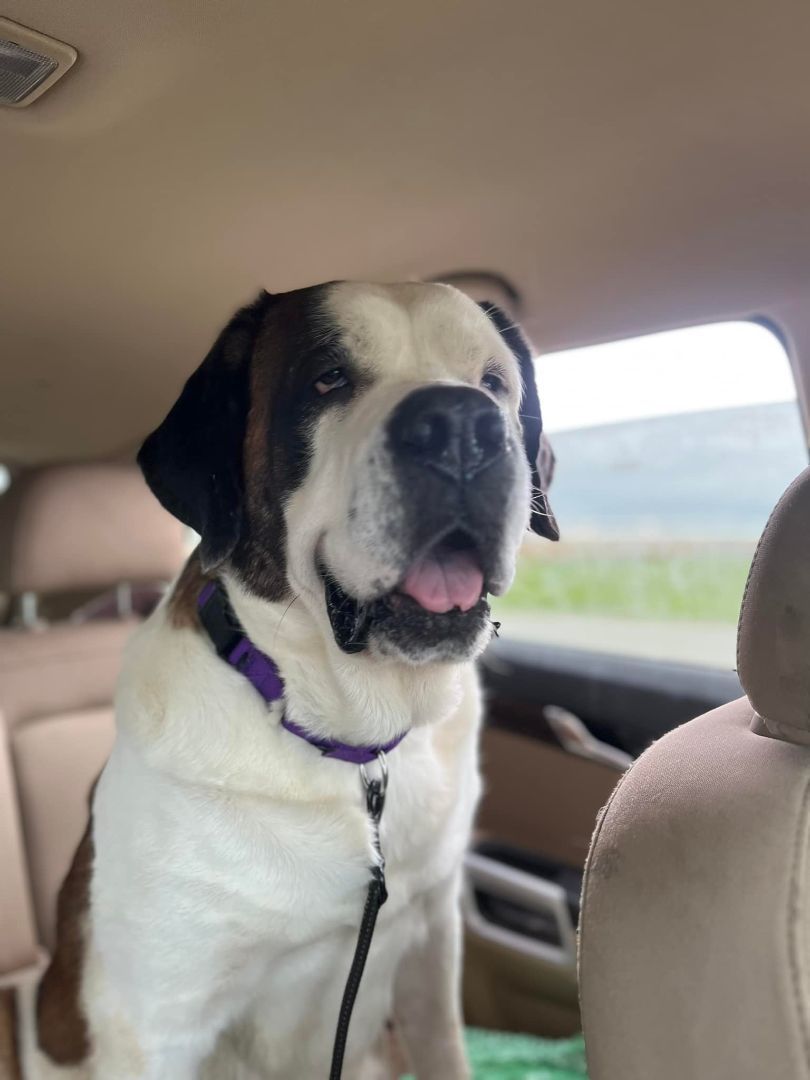 Elsa, a Adoptable Saint Bernard in Snover, MI image 2/2