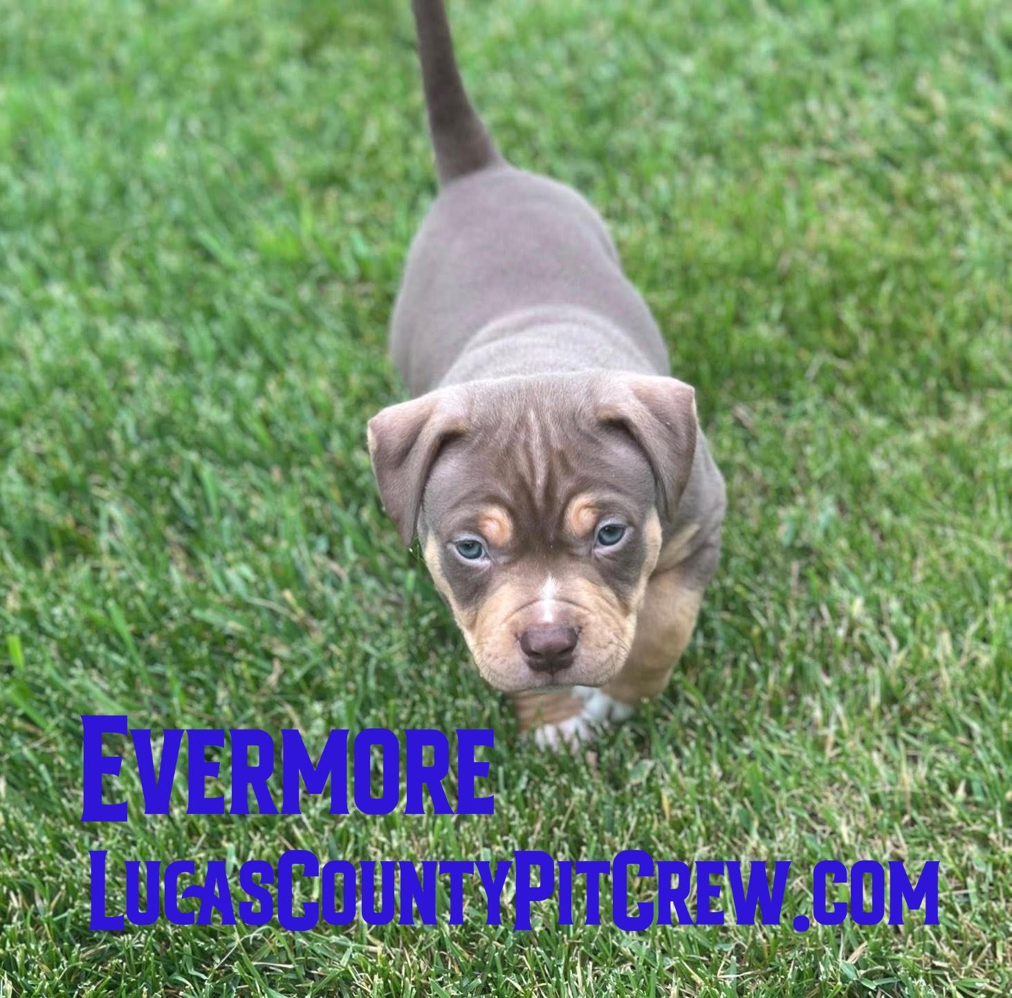 Evermore, adopted, Puppy Male American Bully & American Staffordshire Terrier.