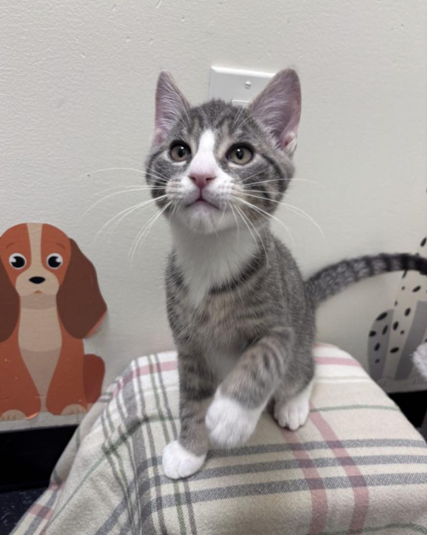 Enlarge El, an adopted American Shorthair in Brooklyn, NY image 3/3