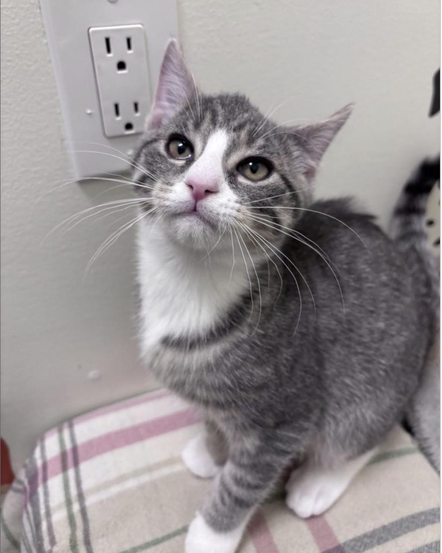 Enlarge El, an adopted American Shorthair in Brooklyn, NY image 2/3