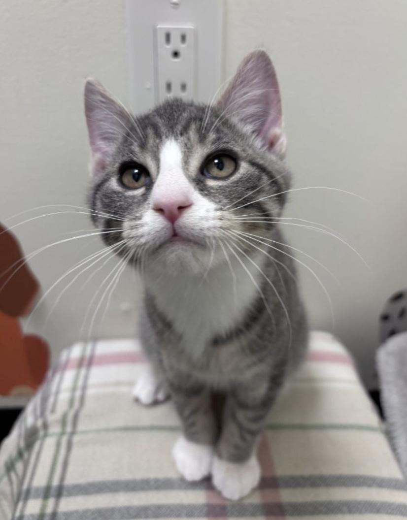 El, adopted, Kitten Male American Shorthair.