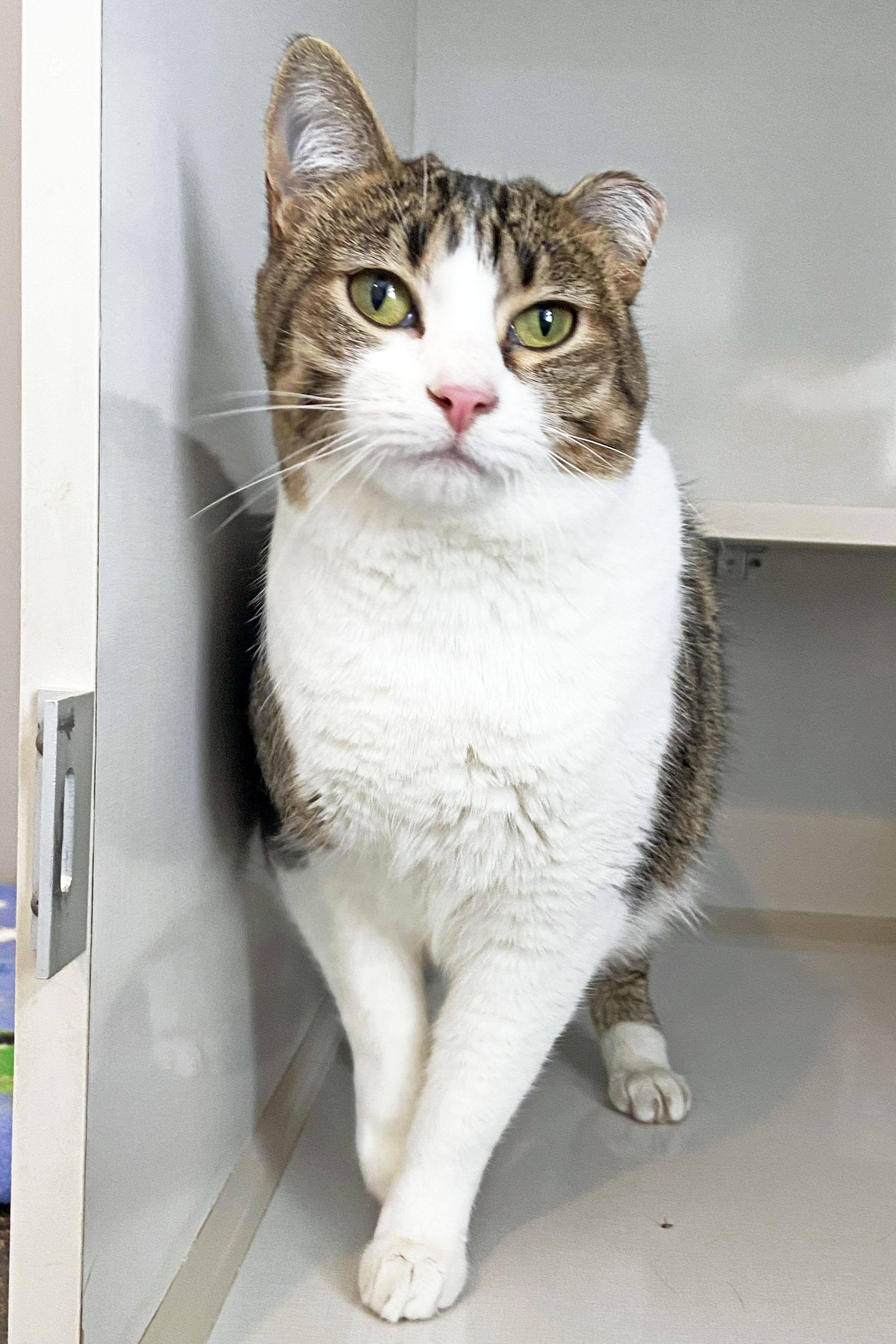 Enlarge Rascal, a ADOPTABLE Domestic Short Hair in Lincoln, NE image 1/1