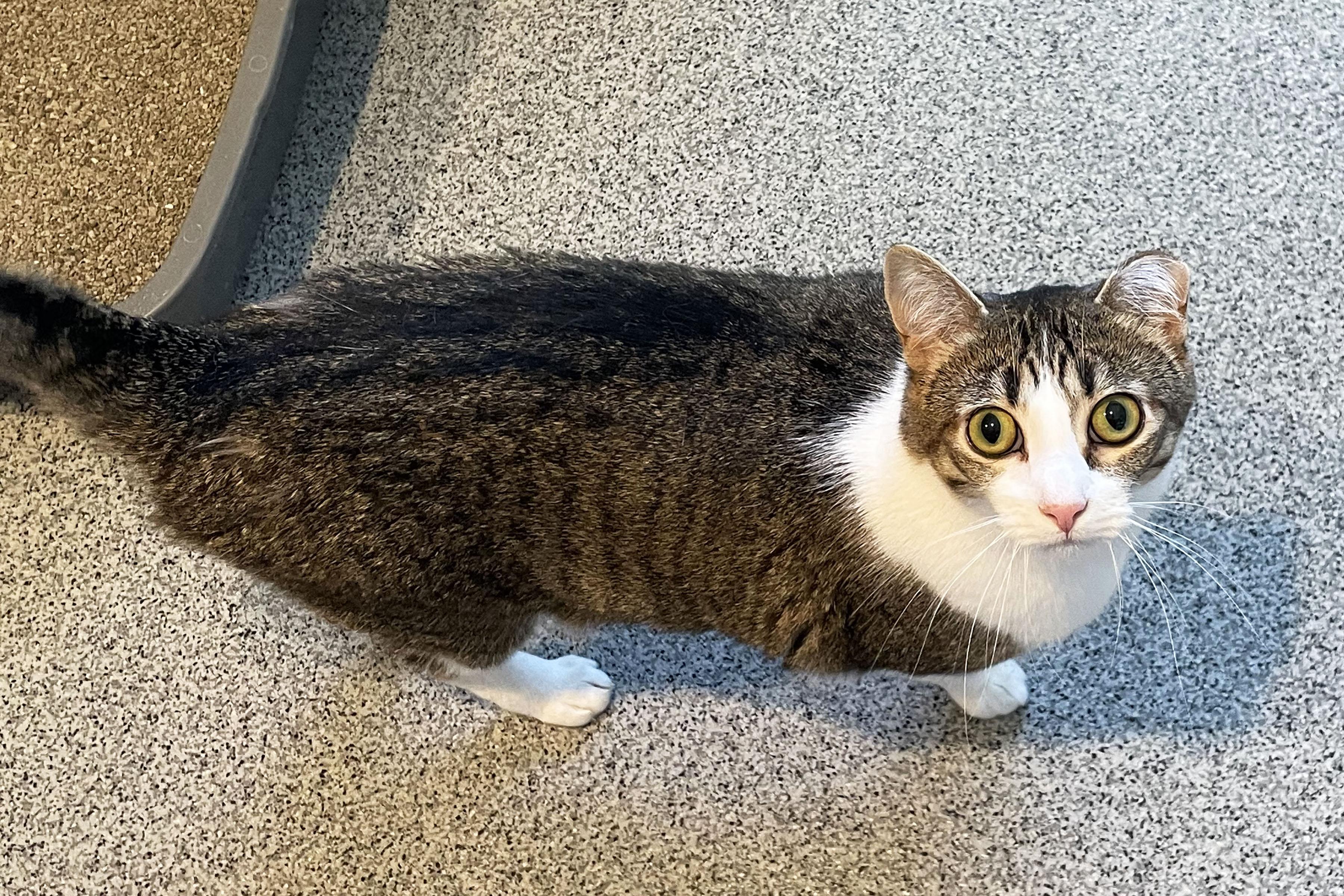 Rascal, ADOPTABLE, Young Female Domestic Short Hair.