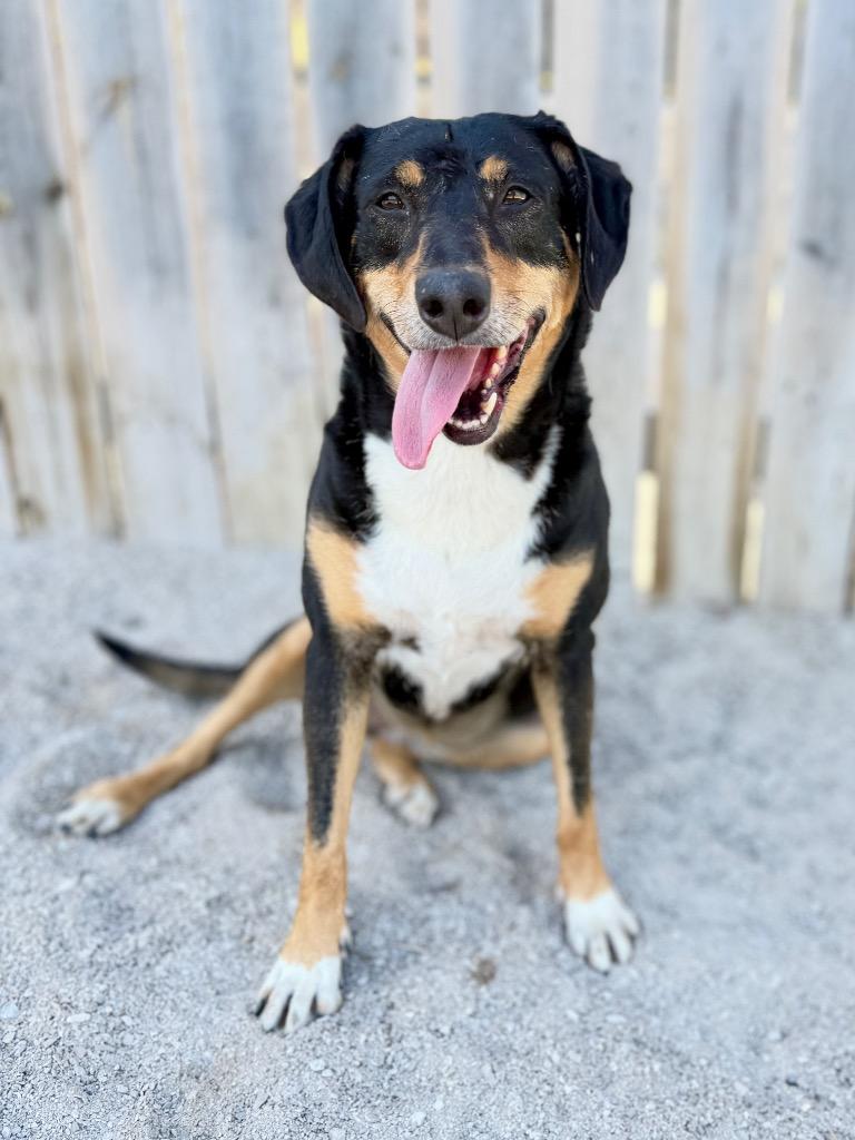 Eloise, Adoptable, Young Female Rottweiler & Border Collie.