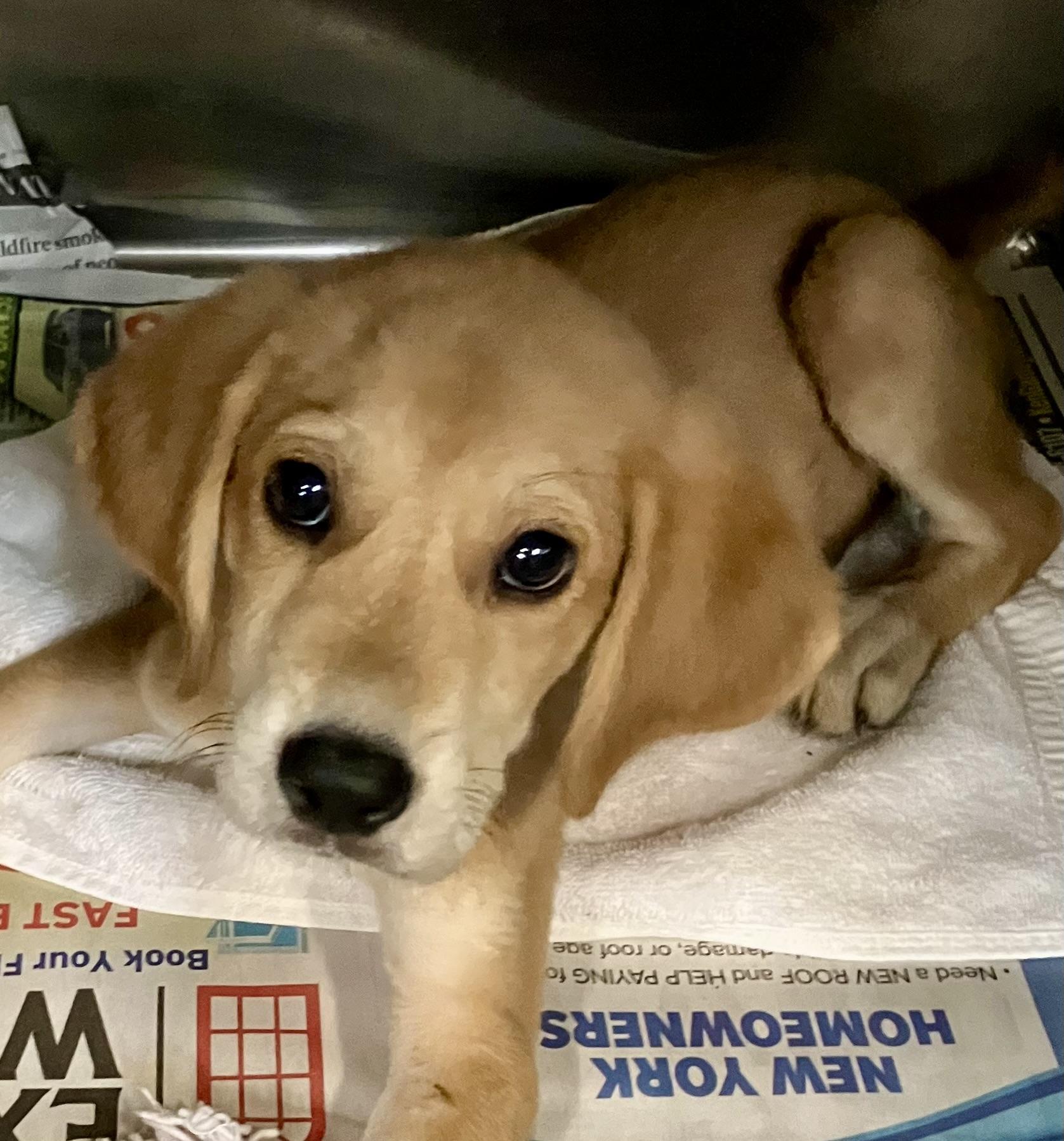 Petunia, Adoptable, Puppy Male Foxhound.