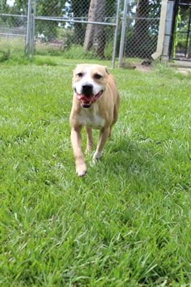 Enlarge P.J., a Adoptable mixed breed in Port Allen, LA image 1/3