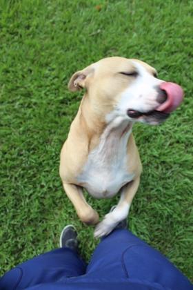 Enlarge P.J., a Adoptable mixed breed in Port Allen, LA image 2/3