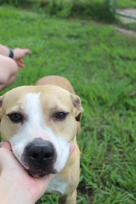Enlarge P.J., a Adoptable mixed breed in Port Allen, LA image 3/3