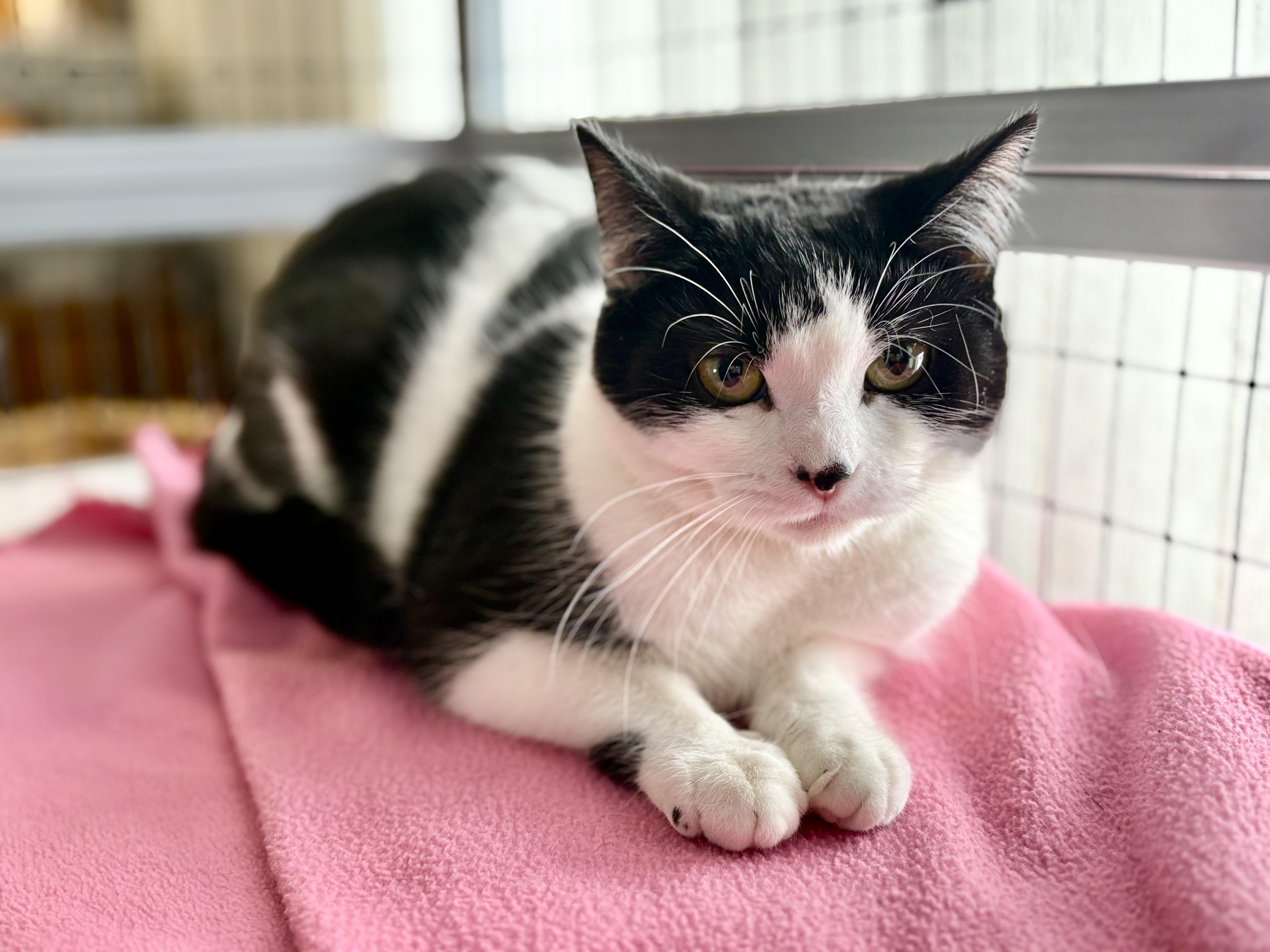 Enlarge Apple Fritter, an adopted Domestic Short Hair in St. Clair, MI image 1/1