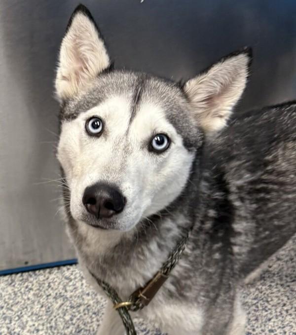 Luna, Adoptable, Adult Female Siberian Husky.