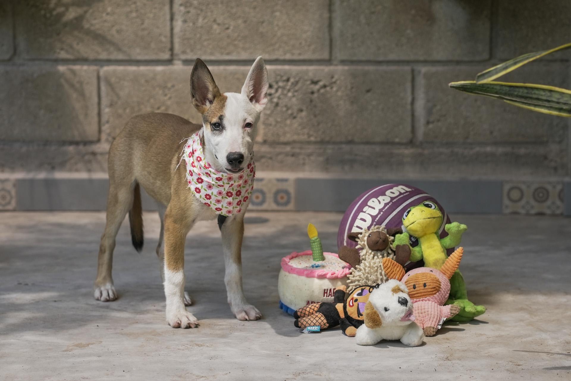 Enlarge Kira, a Adopted mixed breed in North Vancouver, BC image 4/5