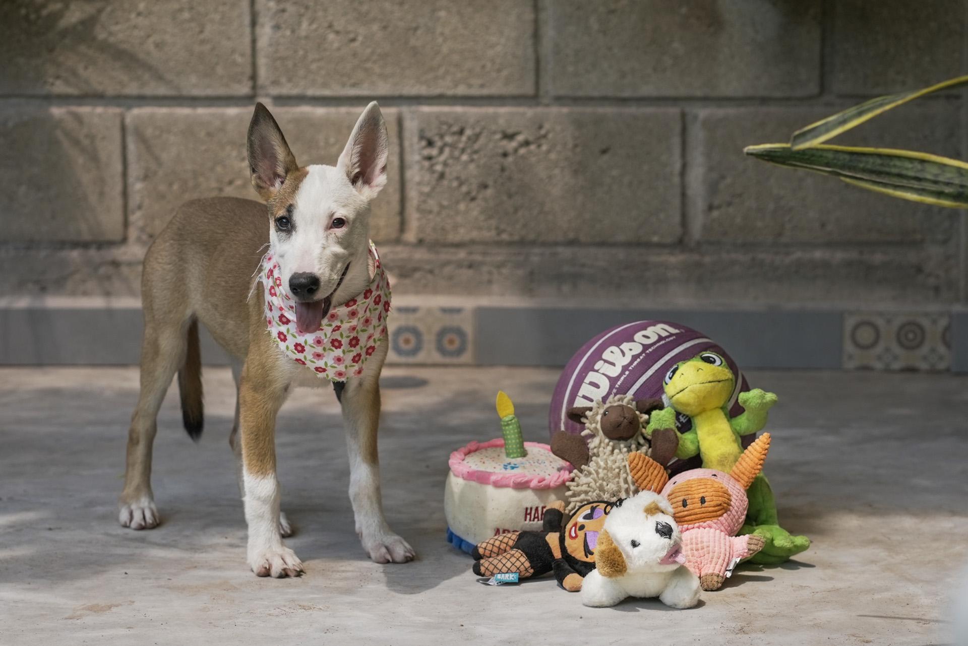 Enlarge Kira, a Adopted mixed breed in North Vancouver, BC image 5/5