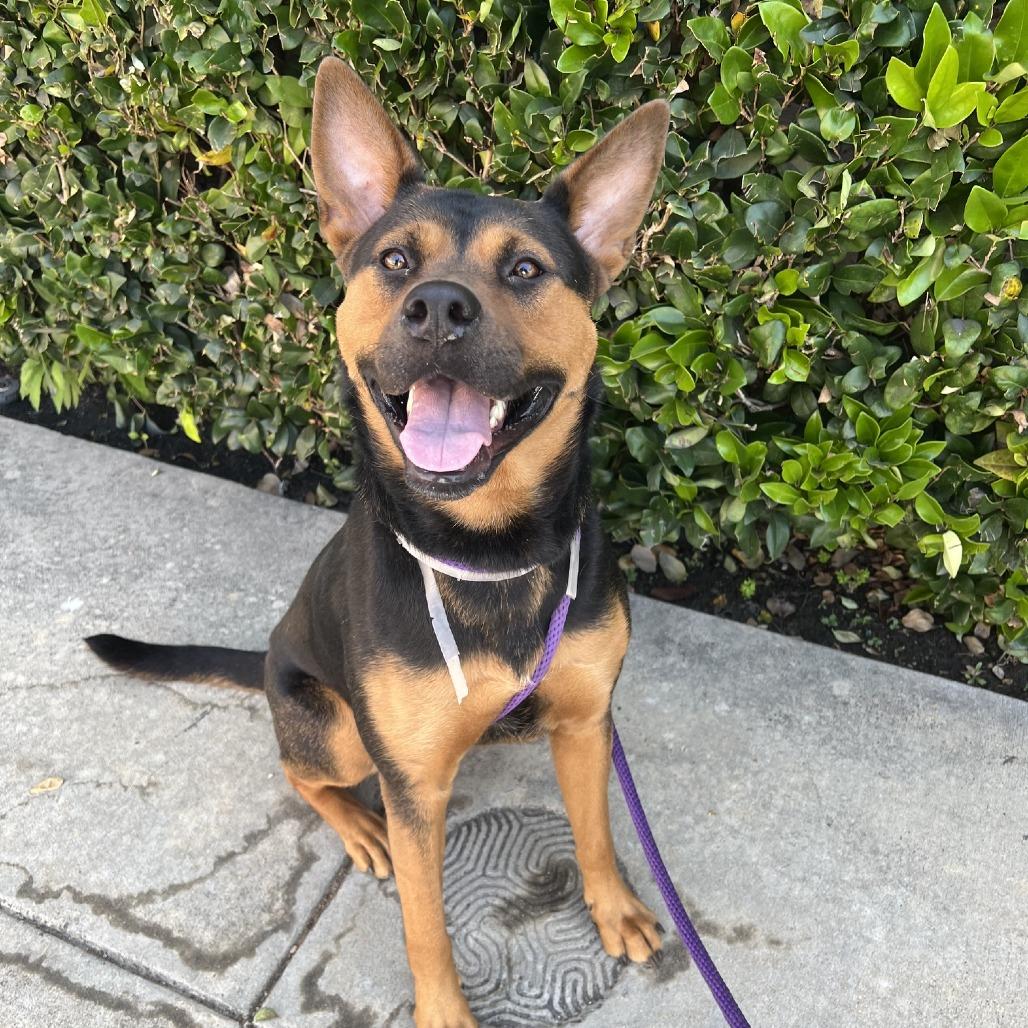 Enlarge Achoo, a Adoptable German Shepherd Dog in Pasadena, CA image 1/6