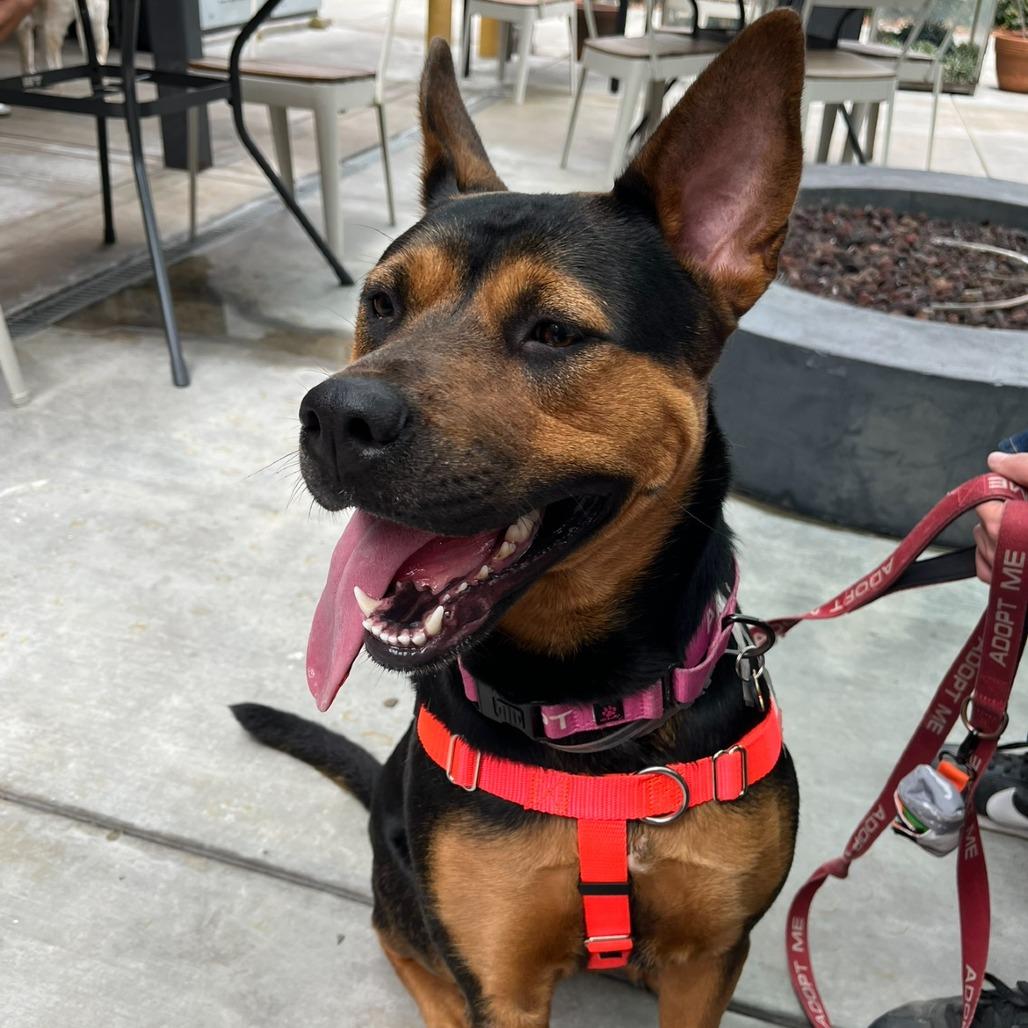 Achoo, a Adoptable German Shepherd Dog in Pasadena, CA image 3/6