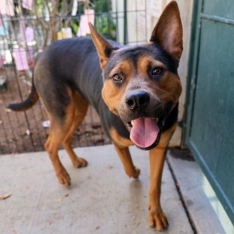 Enlarge Achoo, a Adoptable German Shepherd Dog in Pasadena, CA image 2/5