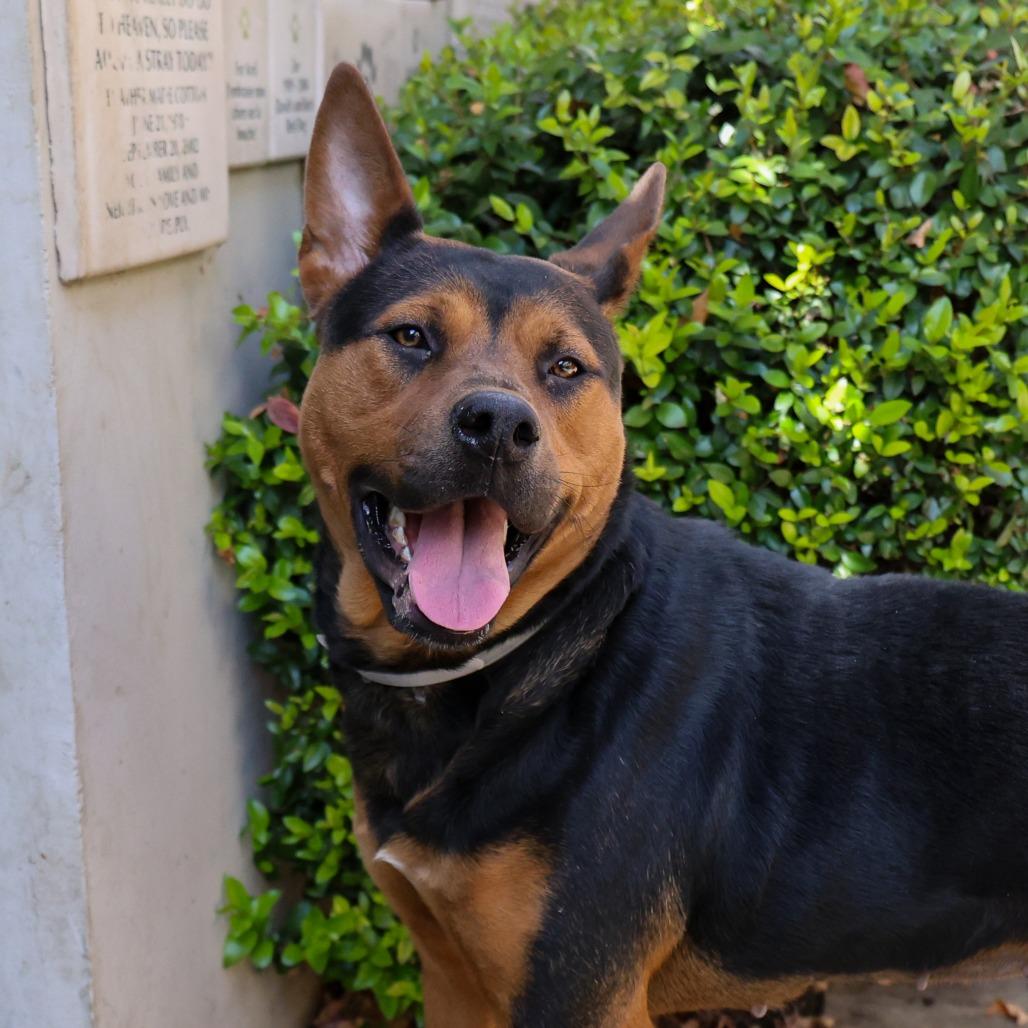 Enlarge Achoo, a Adoptable German Shepherd Dog in Pasadena, CA image 3/5
