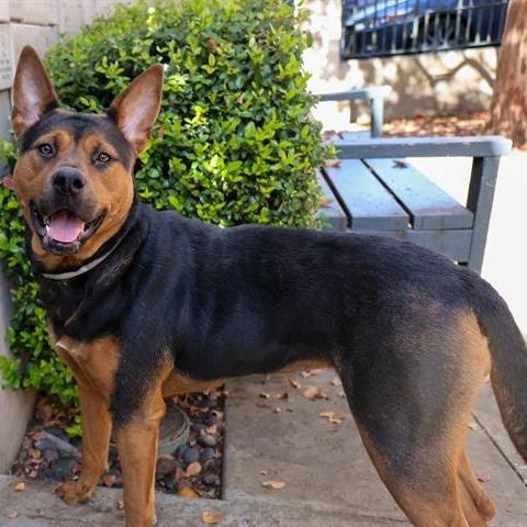 Enlarge Achoo, a Adoptable German Shepherd Dog in Pasadena, CA image 4/5