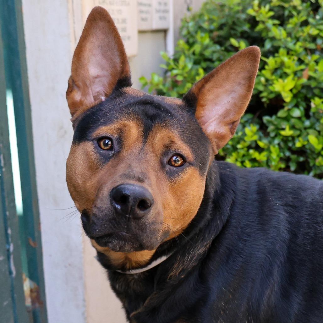 Enlarge Achoo, a Adoptable German Shepherd Dog in Pasadena, CA image 5/6