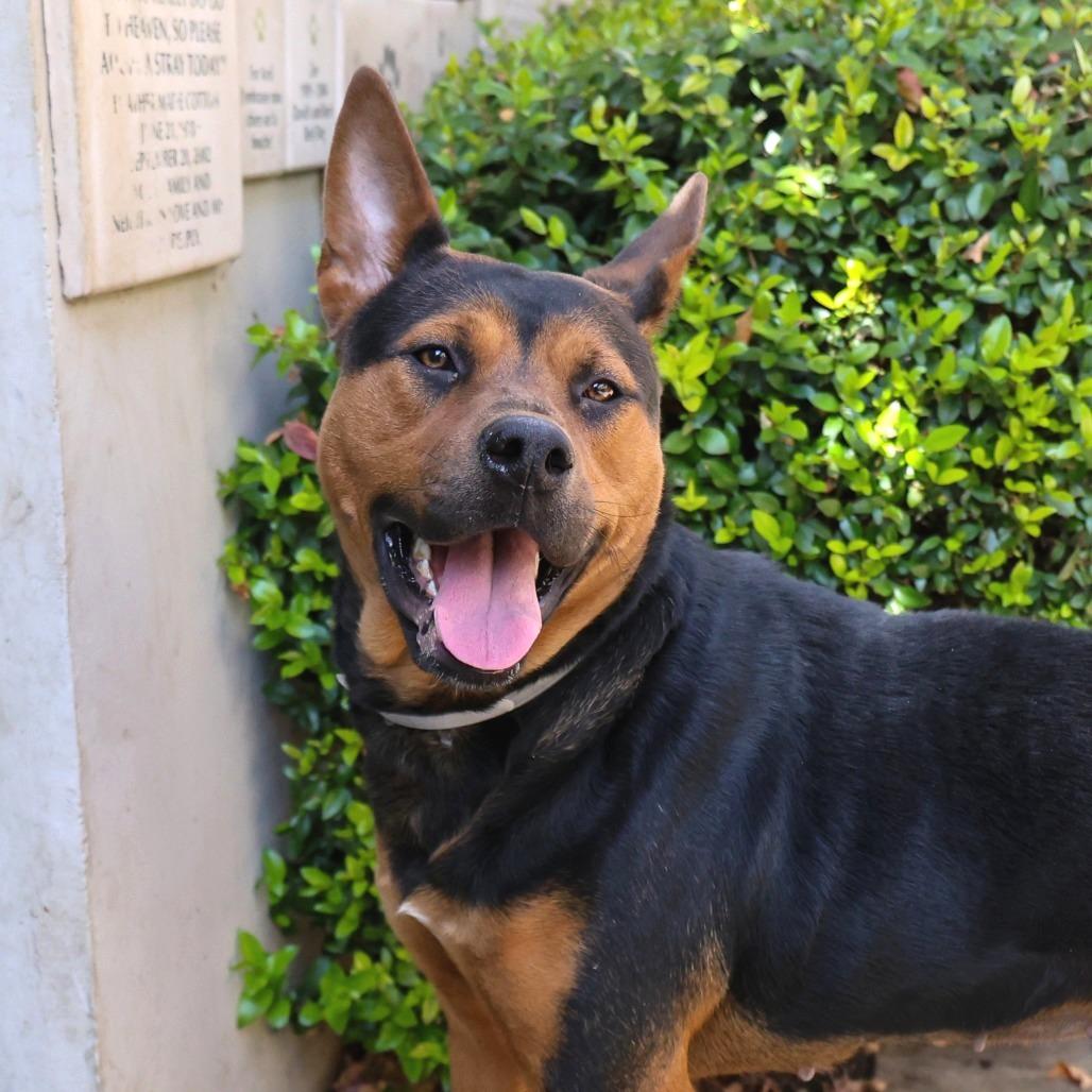 Enlarge Achoo, a Adoptable German Shepherd Dog in Pasadena, CA image 6/6