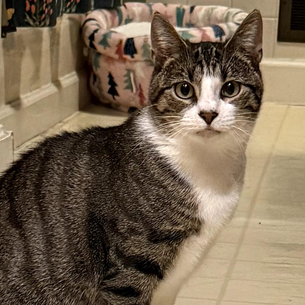 Lorelai, Adoptable, Adult Female Domestic Short Hair.