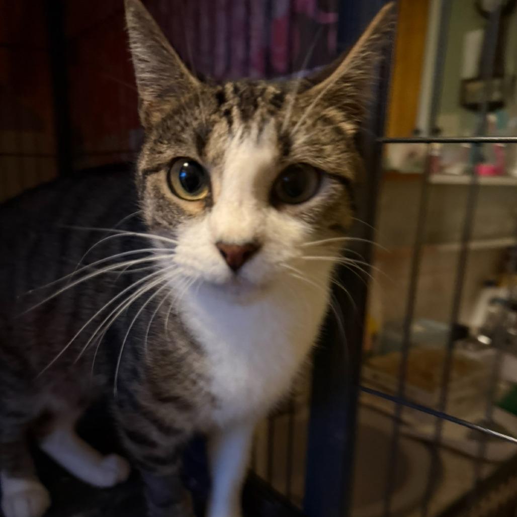 Enlarge Lorelai, a Adoptable Domestic Short Hair in Wind Gap, PA image 2/2