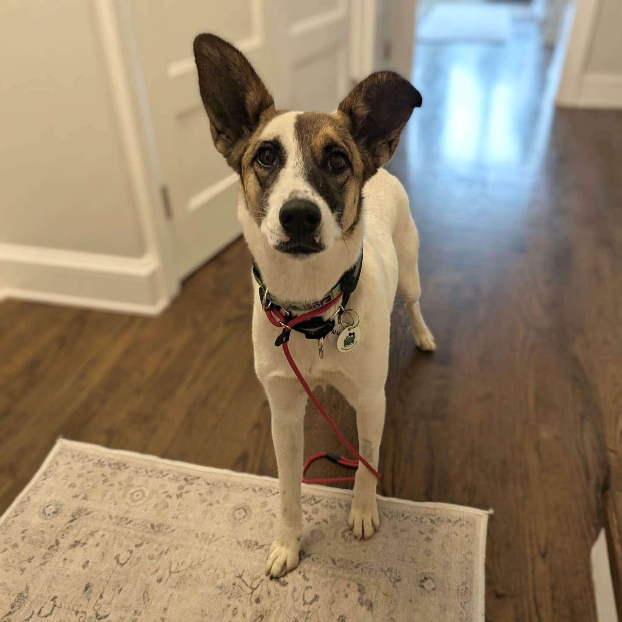 Enlarge Nucita, a Adoptable Mixed Breed in Waterloo, ON image 5/6