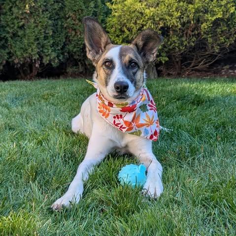 Enlarge Nucita, a Adoptable Mixed Breed in Waterloo, ON image 1/6
