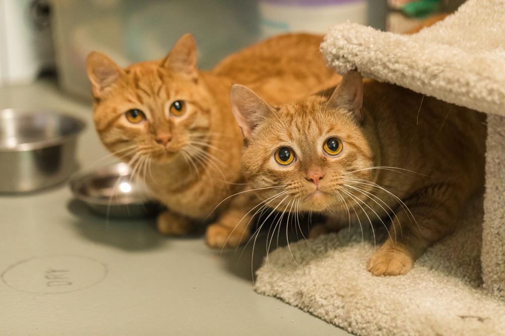 Enlarge Saige (Adoptable with bonded brother River), a Adopted mixed breed in Terryville, CT image 1/5