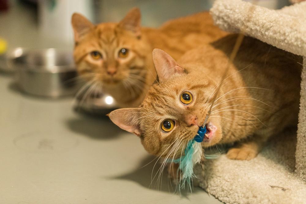 Enlarge Saige (Adoptable with bonded brother River), a Adopted mixed breed in Terryville, CT image 2/5