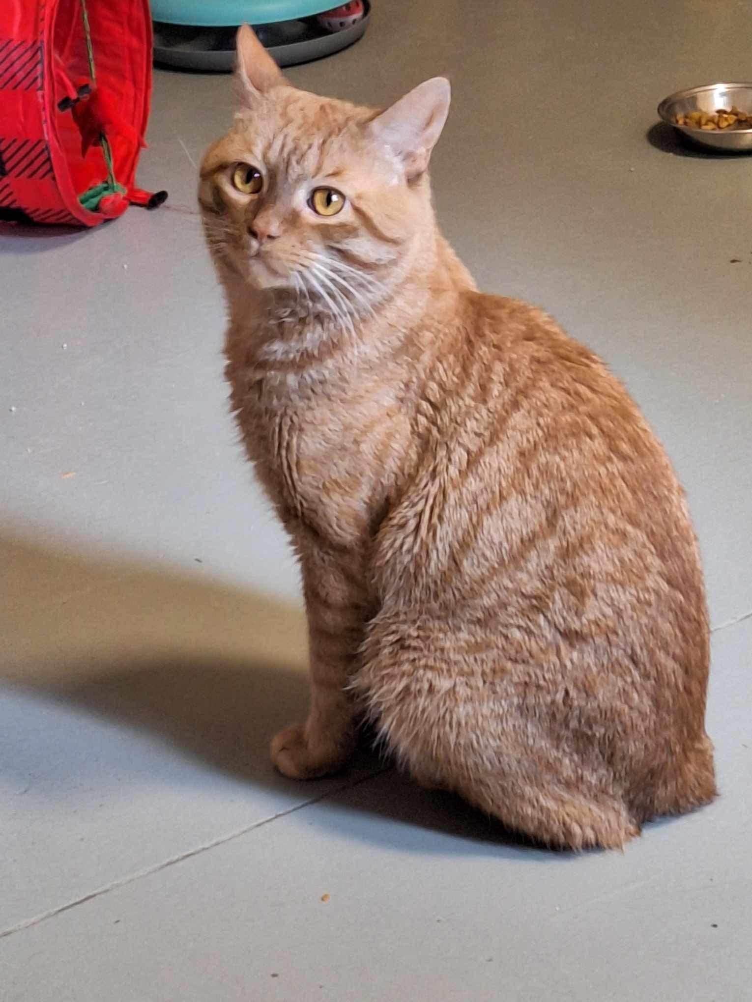 Enlarge Saige (Adoptable with bonded brother River), a Adopted mixed breed in Terryville, CT image 4/5