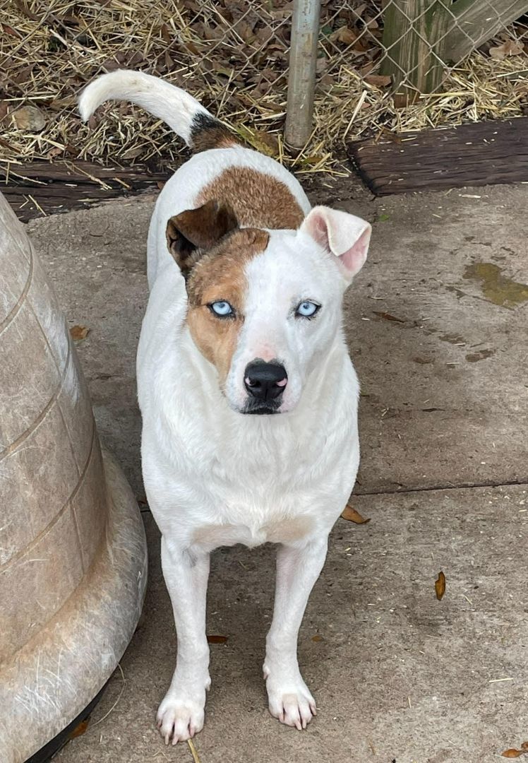 Dog for adoption Ghost, an Australian Cattle Dog / Blue Heeler in
