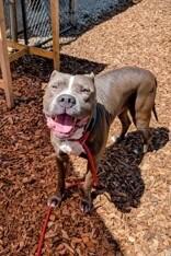 Enlarge Truly Till, a Adoptable Mixed Breed in Miamitown, OH image 4/4