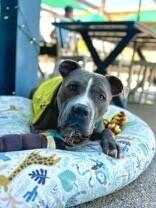 Enlarge Truly Till, a Adoptable Mixed Breed in Miamitown, OH image 2/4