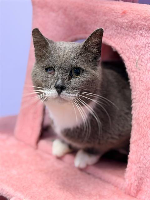 COLONEL, Adoptable, Senior Male Domestic Short Hair.