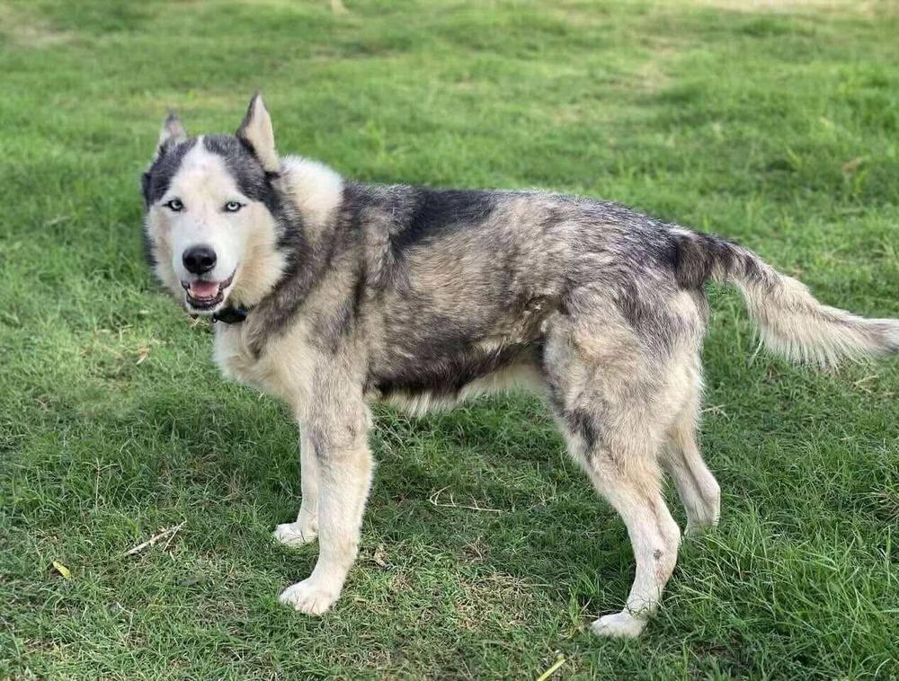 Warrior, an adoptable Siberian Husky in Fargo, ND, 58103 | Photo Image 3