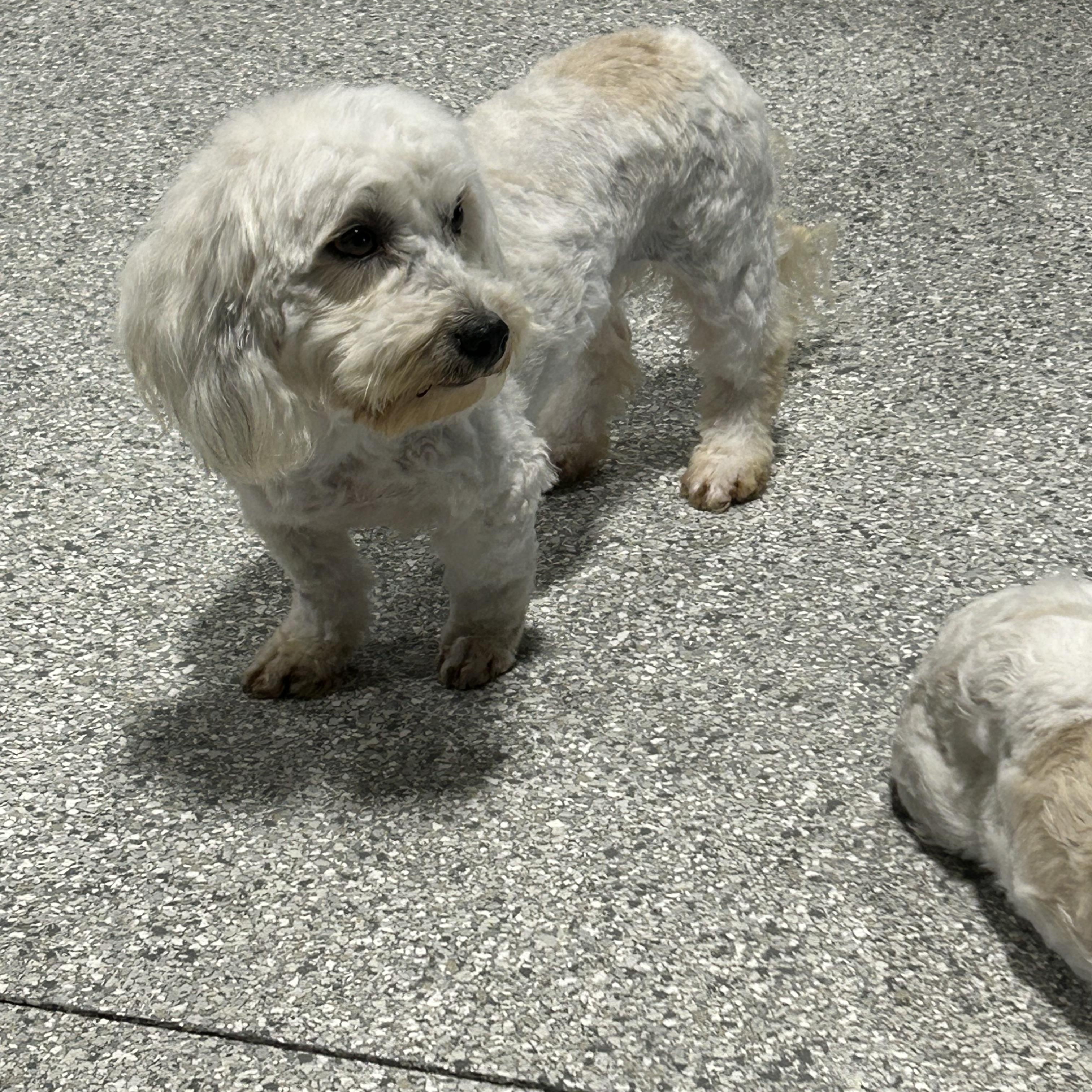 Enlarge Carman , a Adoptable Coton de Tulear in Maumee , OH image 4/4