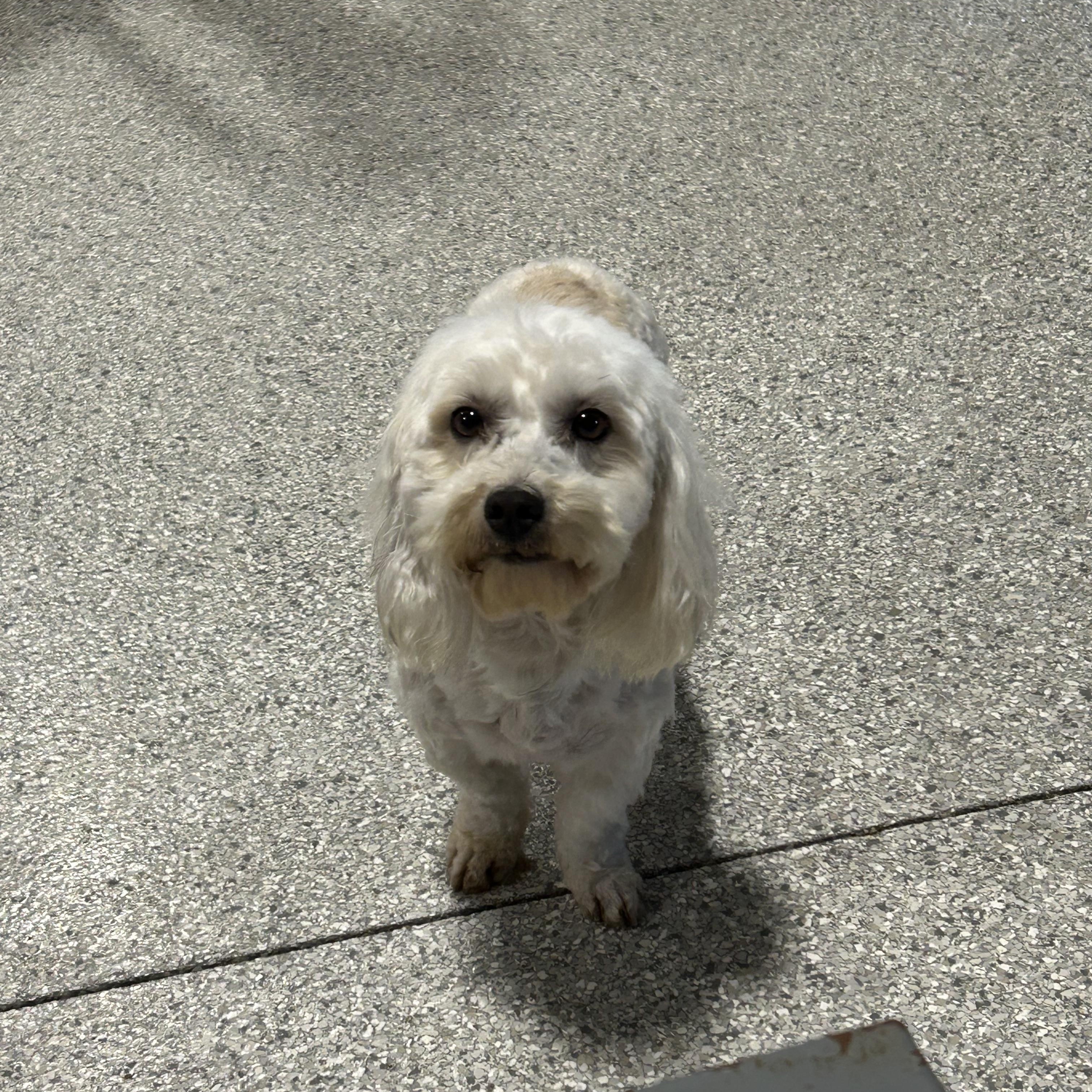 Enlarge Carman , a Adoptable Coton de Tulear in Maumee , OH image 3/4
