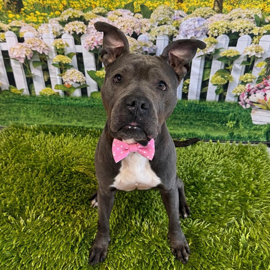 Enlarge Muffin, a Adoptable mixed breed in Binghamton, NY image 1/1