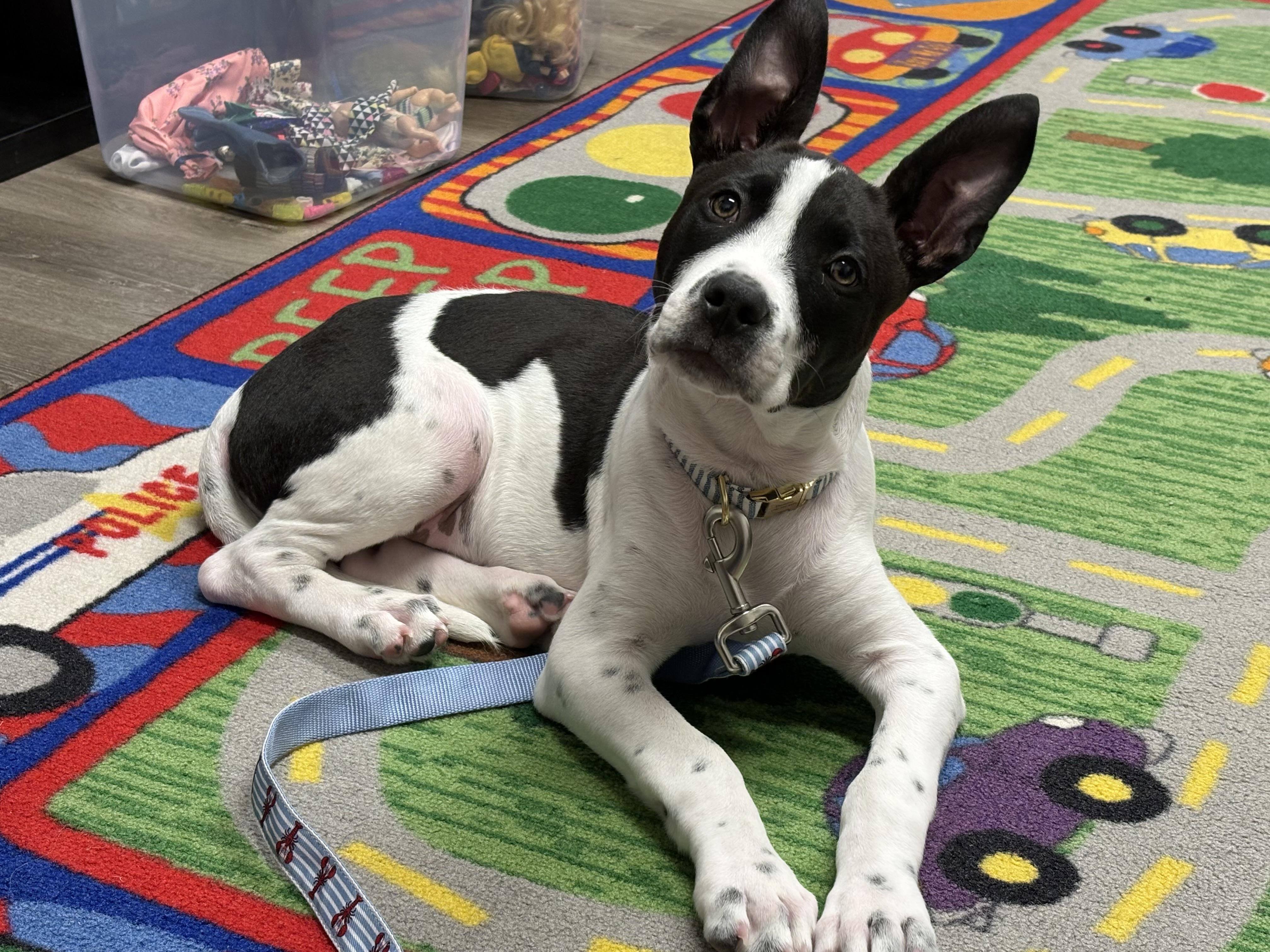 Enlarge Domino, an adopted mixed breed in Portland, ME image 1/6