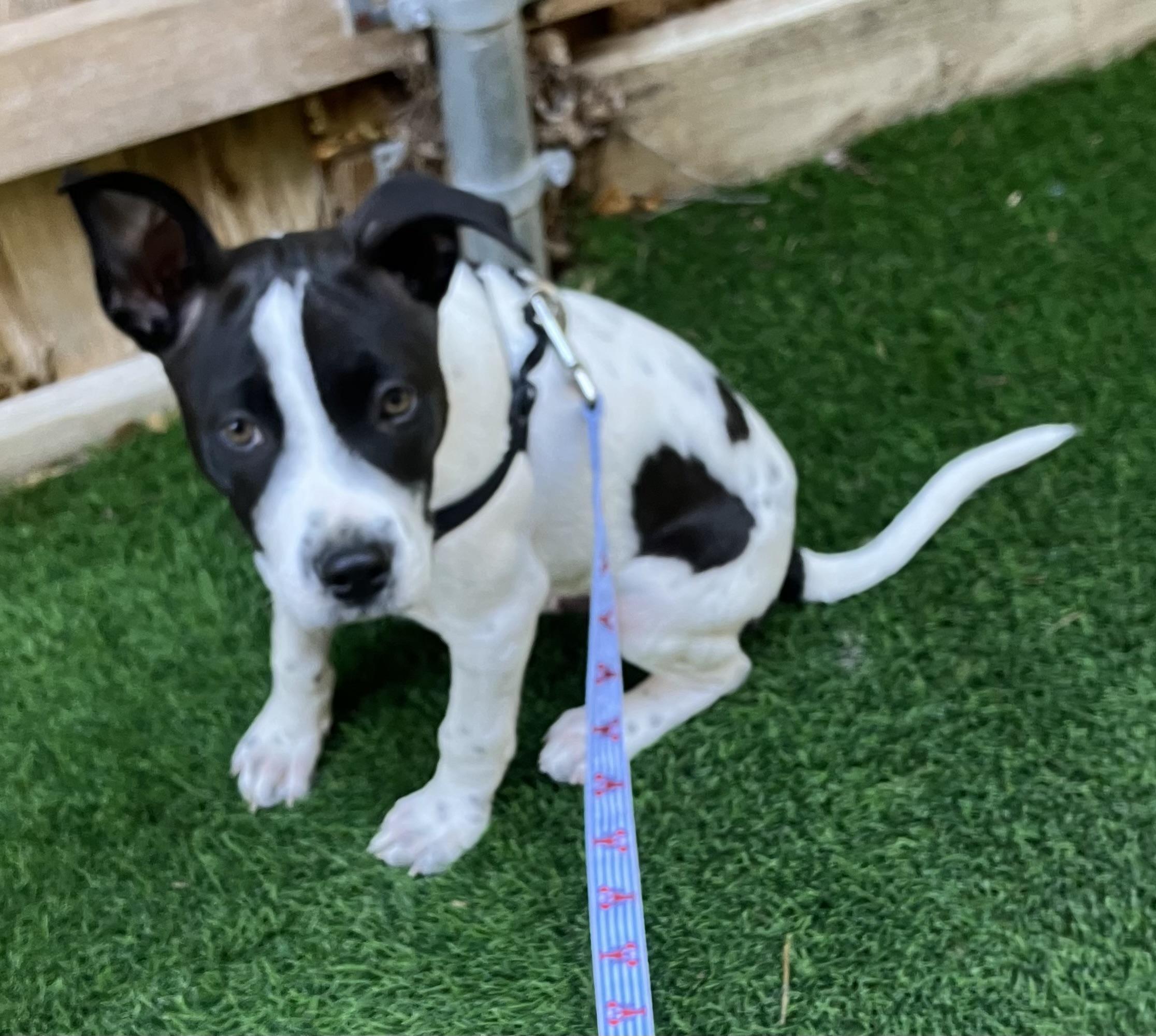 Enlarge Domino, an adopted mixed breed in Portland, ME image 6/6