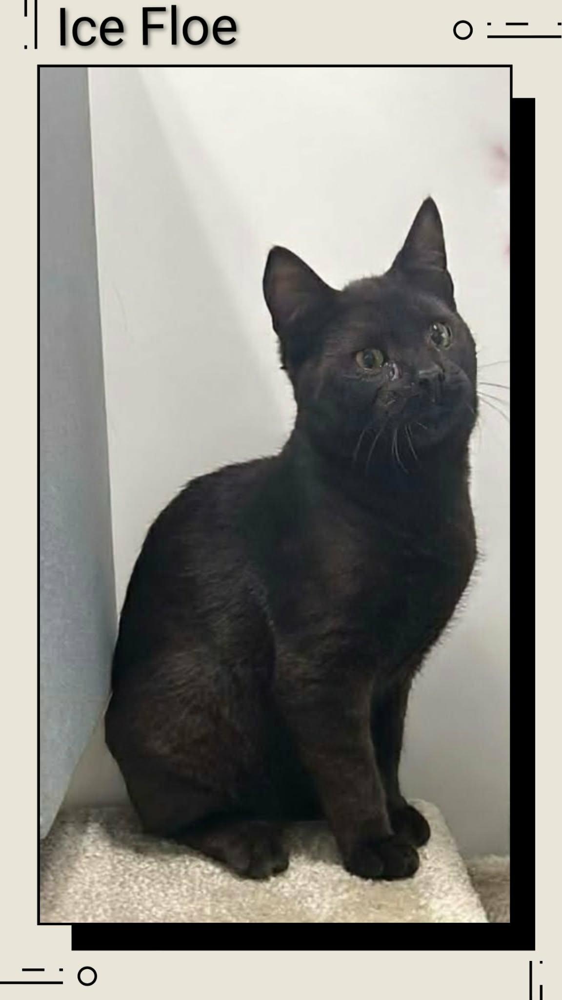 Ice Floe, Adoptable, Young Male Domestic Short Hair.