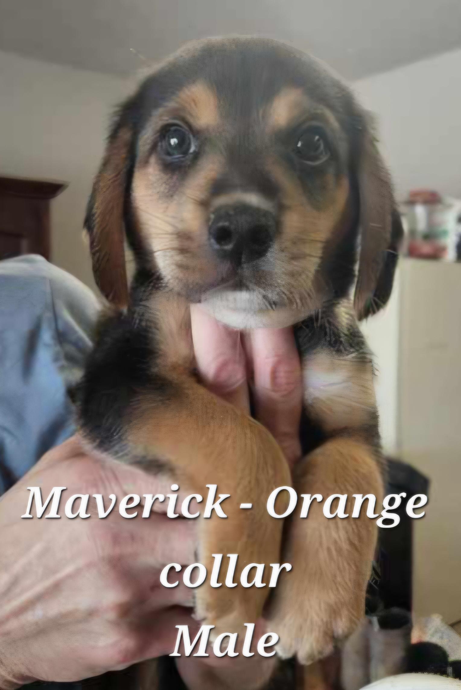 Enlarge Maverick, an adopted Hound in Cushing, OK image 1/1