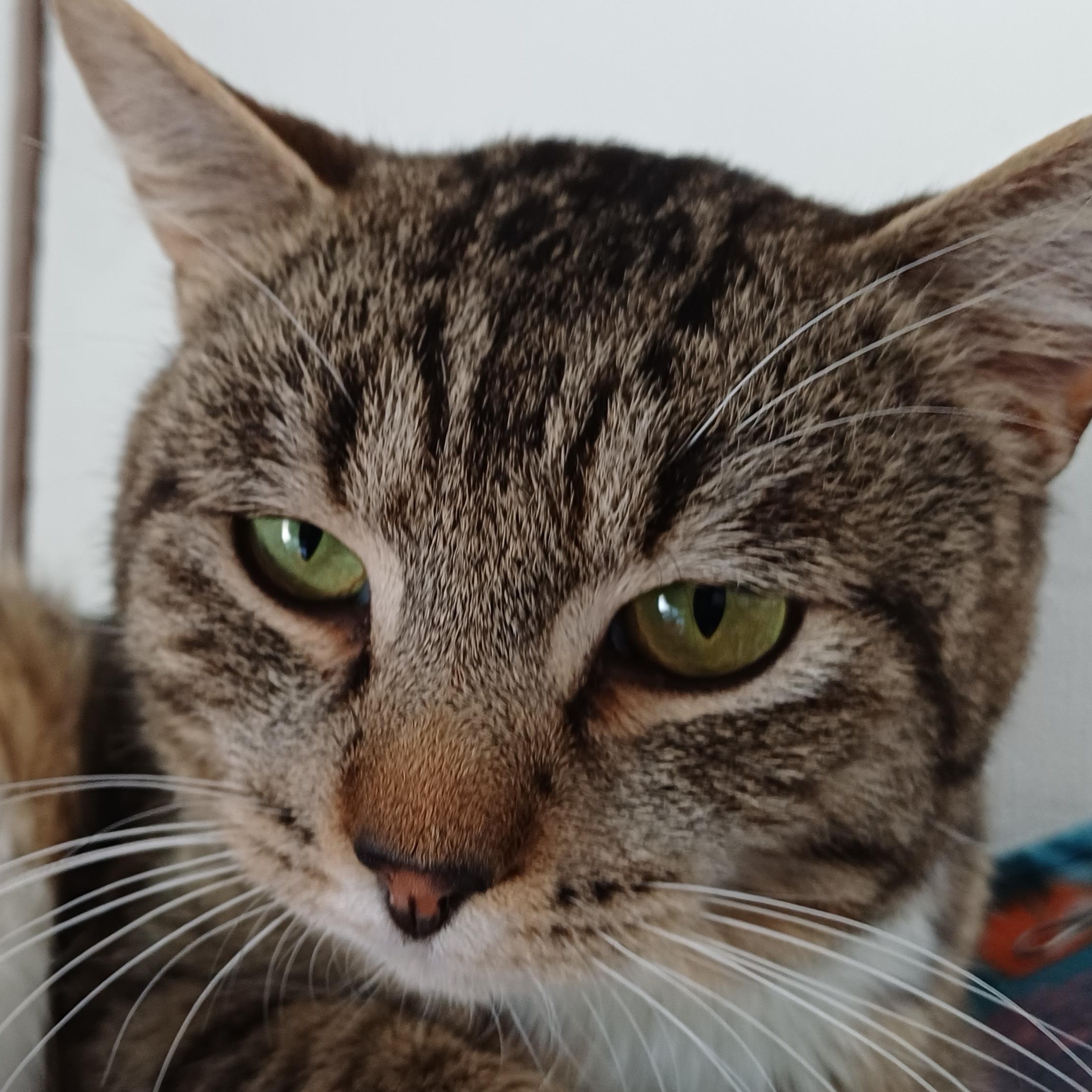 Enlarge Chase, a ADOPTABLE Domestic Short Hair in Renton , WA image 5/6